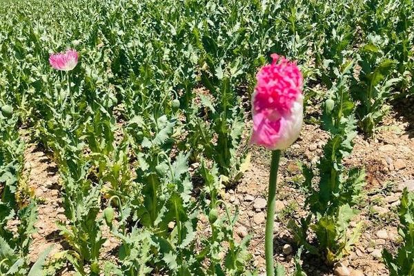 ادامه کشت کوکنار؛ طالبان از کشف حدود ۸۰۰ متر مربع زمین مواد مخدر در غزنی خبر داد