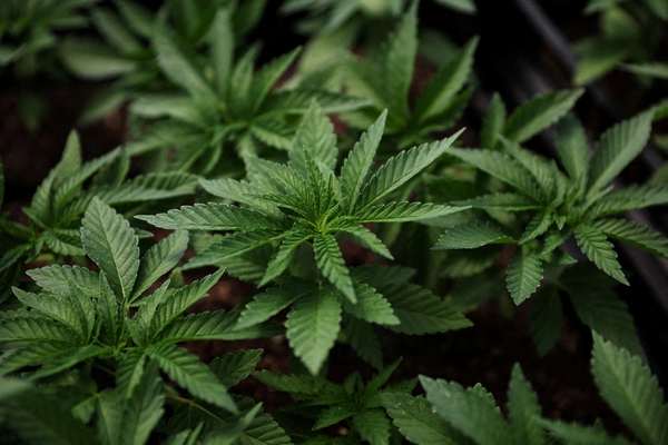 Cannabis, Opium Still Dominate Drug Use Among Afghan Men, Says UN