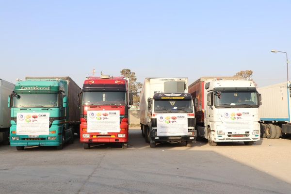 د ۲۵۰زره امریکایي ډالرو په ارزښت ۵۰۰ ټنه تازه مېوه ازبکستان ته صادر شوه