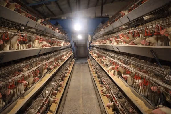 د طالبانو د کرنې ریاست: کندهار کې د چرګانو یو فارم د ورځې ۳۵۰زره هګۍ او ۶۵ټنه غوښه تولیدوي