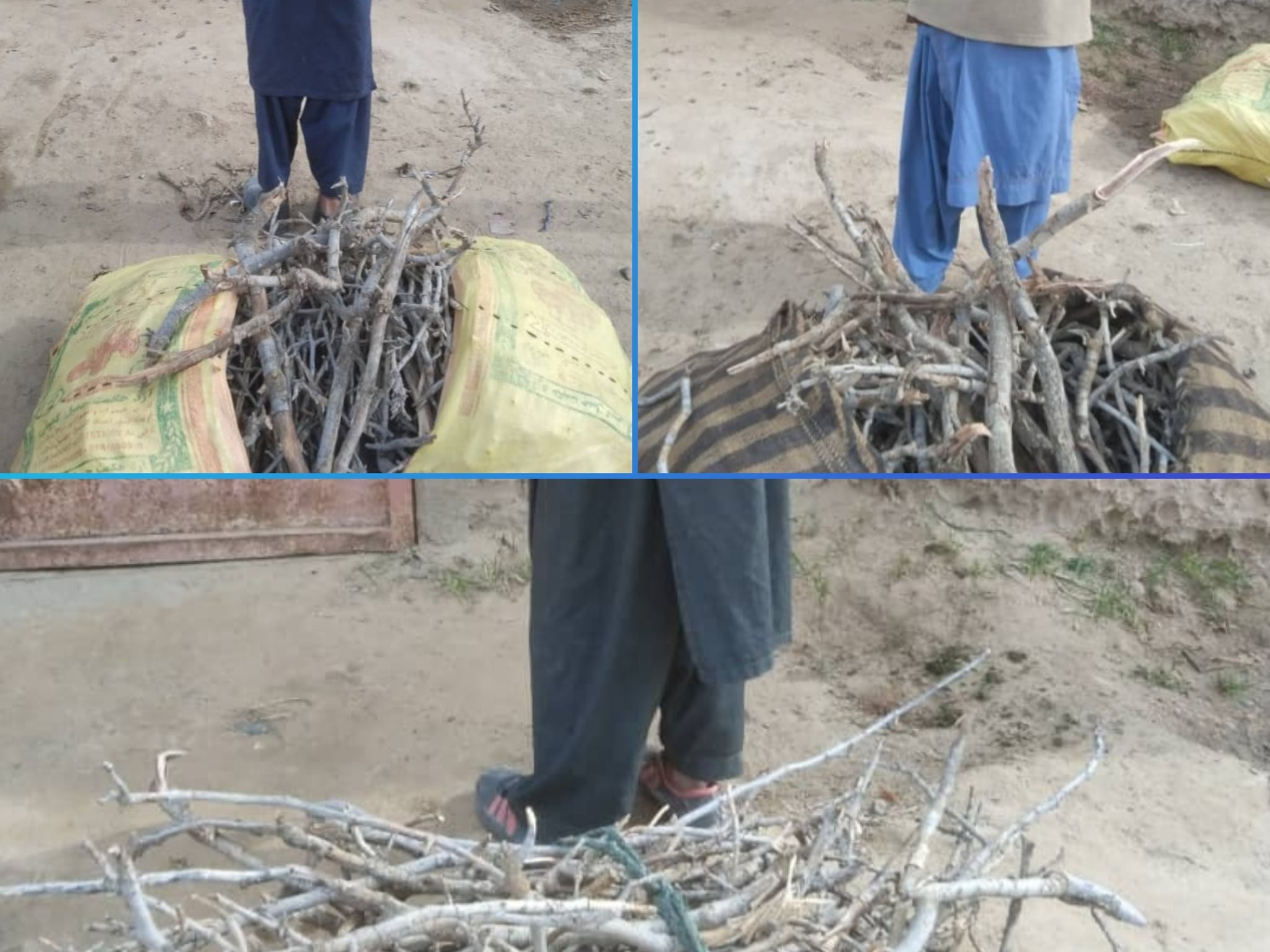 طالبانو په بادغیس کې د ځنګلونو پرې کولو په تور درې کسان نیولي دي