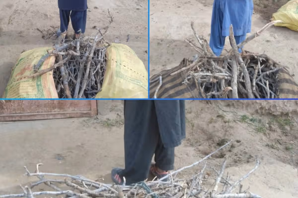 طالبانو په بادغیس کې د ځنګلونو پرې کولو په تور درې کسان نیولي دي