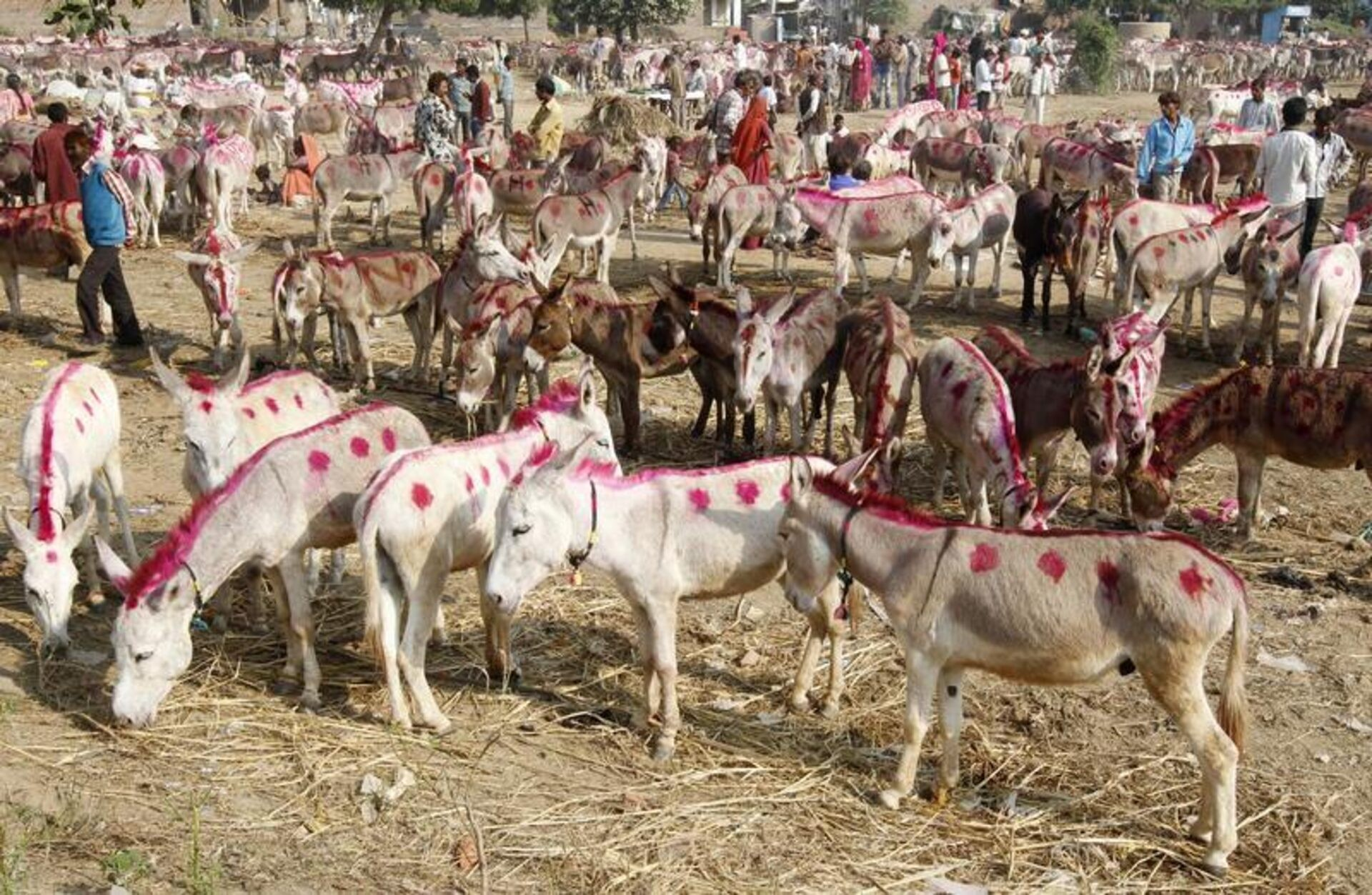 پاکستان په ګوادر کې د خرو مسلخونه جوړ کړي
