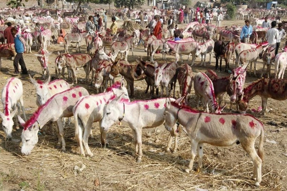پاکستان په ګوادر کې د خرو مسلخونه جوړ کړي