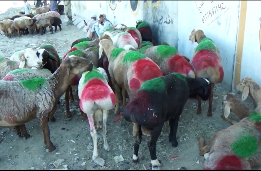 طالبان وایي له کندهار څخه پاکستان ته د ۷ زره پسونو د قاچاق مخه نیول شوې ده