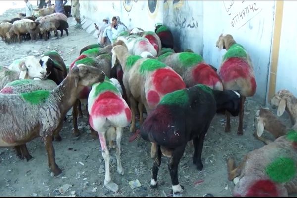 طالبان وایي له کندهار څخه پاکستان ته د ۷ زره پسونو د قاچاق مخه نیول شوې ده