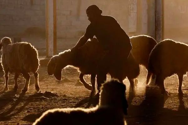China Bans Imports Of Livestock Products From Afghanistan, Several Other Countries