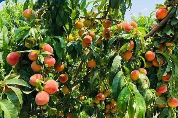 طالبان: په هرات کې د مېوو حاصلات د تېر کال په پرتله لس سلنه ډېر شوي