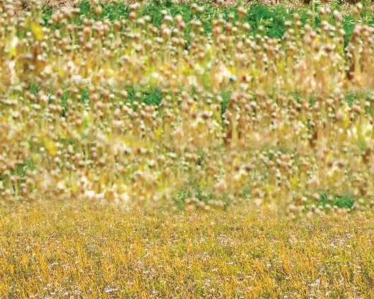 الأمم المتحدة: مزارعو الأفيون في أفغانستان بحاجة إلى دعم عاجل