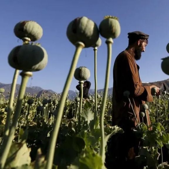 د ایران د پارلمان غړی: په قانوني ډول له افغانستان څخه د تاریاکو واردولو هڅې بریالۍ نه وې