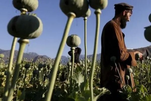 د ایران د پارلمان غړی: په قانوني ډول له افغانستان څخه د تاریاکو واردولو هڅې بریالۍ نه وې