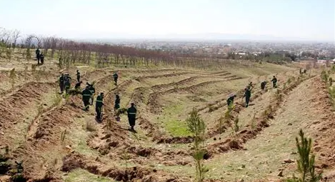 د اقلیمي بدلون پر وړاندې د مبارزې لپاره؛ طالبان د ۲۰۰ مېلیونه نیالګیو کېنولو پلان لري
