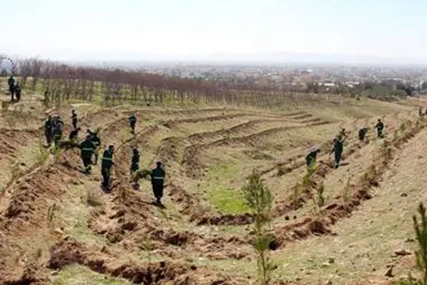 د اقلیمي بدلون پر وړاندې د مبارزې لپاره؛ طالبان د ۲۰۰ مېلیونه نیالګیو کېنولو پلان لري