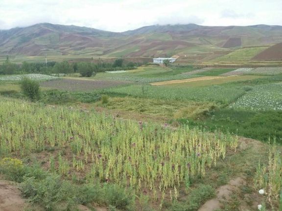 باشندگان بدخشان: 'طالبان پشتون' قرارگاه نظامی ولسوالی ارگو را ترک کردند