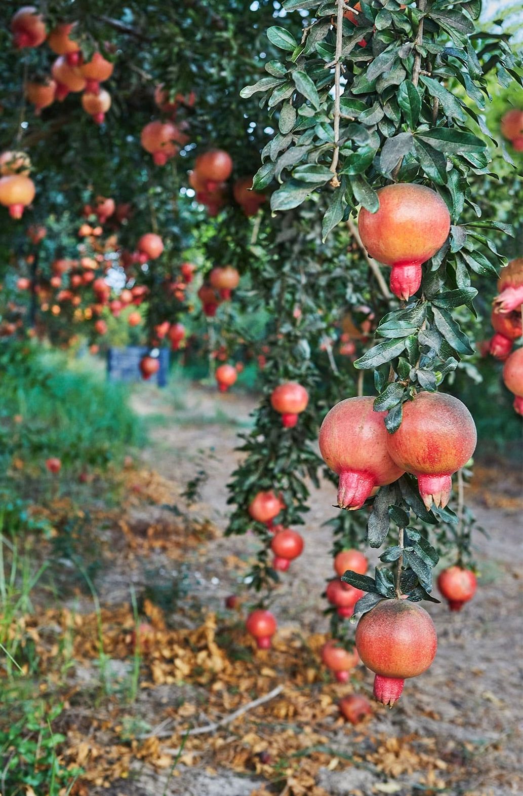 طالبان وایي، فراه کې ښايي سږ کال ۱۴۲زره ټنه د انارو حاصلات ترلاسه شي
