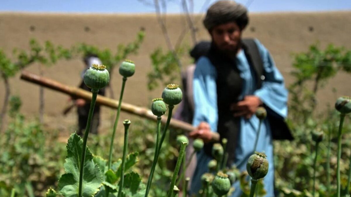 د بدخشان اوسېدونکی: په افغانستان کې کوکنار او نشه‌يي توکي د جدي ټولنیز بحران سبب شوي