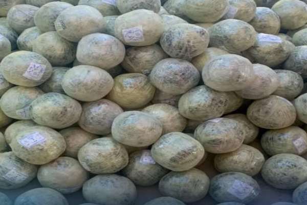 مظنون بازداشت نشده است؛ طالبان از کشف و ضبط بیش از ۲۰۰ کیلوگرم تریاک در هلمند خبر داد