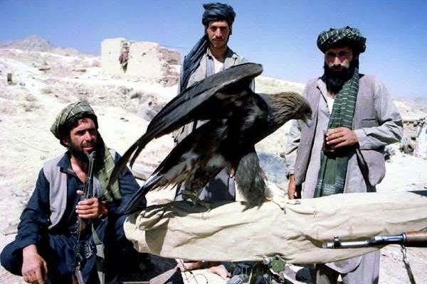 طالبان: تېر کال له ۱۵ زرو څخه ډېر ښکار شوي حیوانات او مرغان بېرته طبیعت ته خوشې شوي