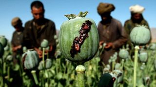 قمار سیاسی طالبان؛ آیا ممنوعیت کوکنار به افزایش مشروعیت طالبان کمک میکند؟