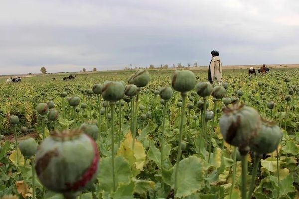 Arrested 27000 Drug Traffickers In Over Four Years, Claims Taliban