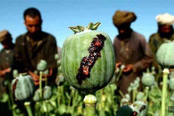 د افغانستان د تحلیلګرانو شبکه: طالبان په بدخشان کې د کوکنارو د کرکېلې مخنیوي کې ناکام و