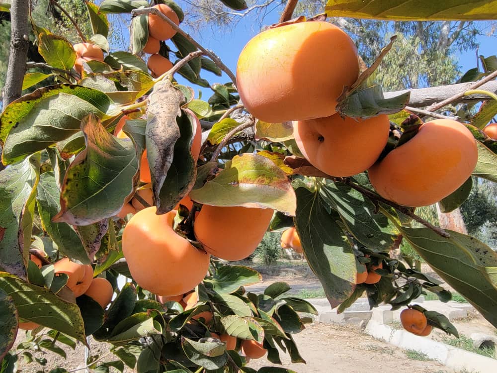 طالبان وايي سږکال به د ننګرهار په ۱۳ ولسوالیو کې د املوکو ۴۱۹۴ ټنه حاصلات راټول شي