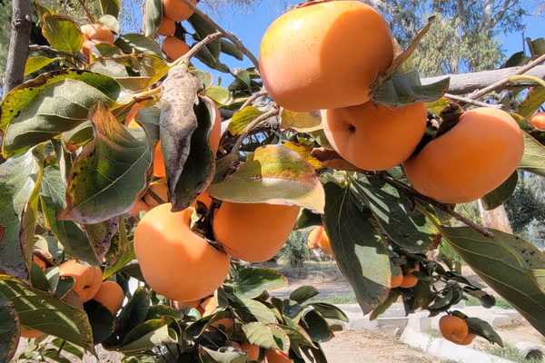 طالبان وايي سږکال به د ننګرهار په ۱۳ ولسوالیو کې د املوکو ۴۱۹۴ ټنه حاصلات راټول شي