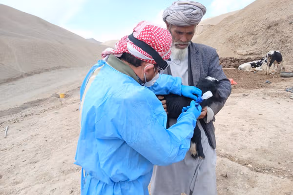 سازمان ملل: بیش از ۹ میلیون حیوان در افغانستان واکسین شدند
