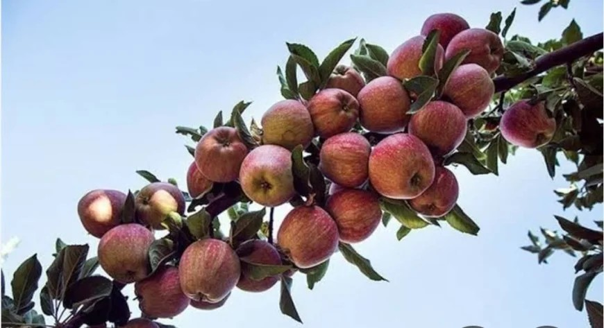 بغلان کې سږکال د مڼو حاصلات ۱۲ سلنه زیات شوي