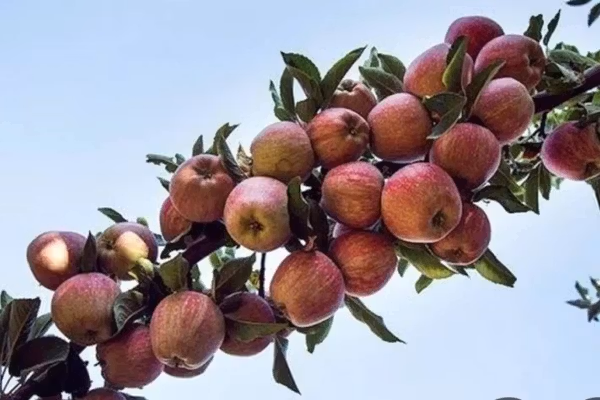 بغلان کې سږکال د مڼو حاصلات ۱۲ سلنه زیات شوي