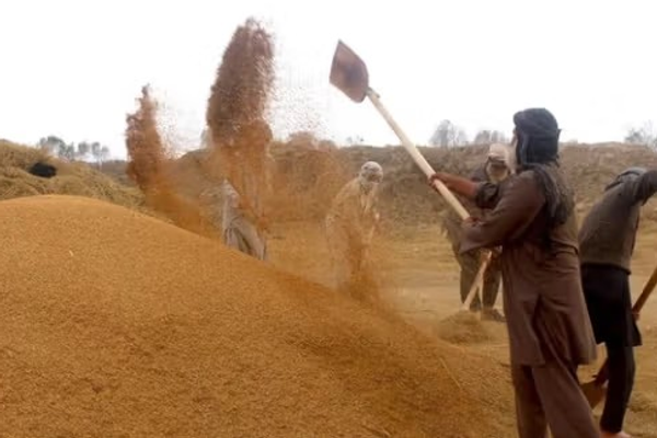 روان کال د وریجو حاصلات ۲سلنه زیات شوي