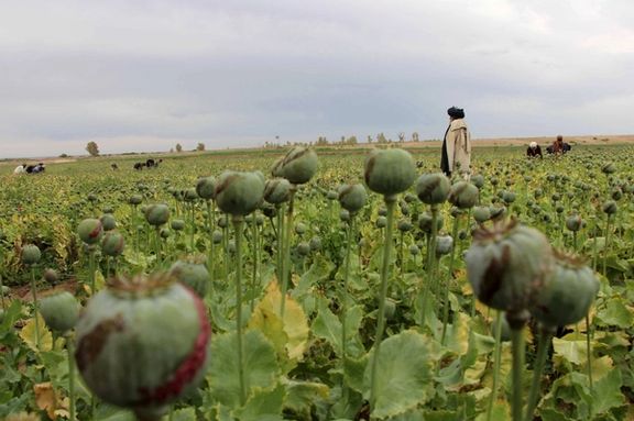 طالبان خواهان کمک سازمان ملل در کشت بدیل کوکنار شد
