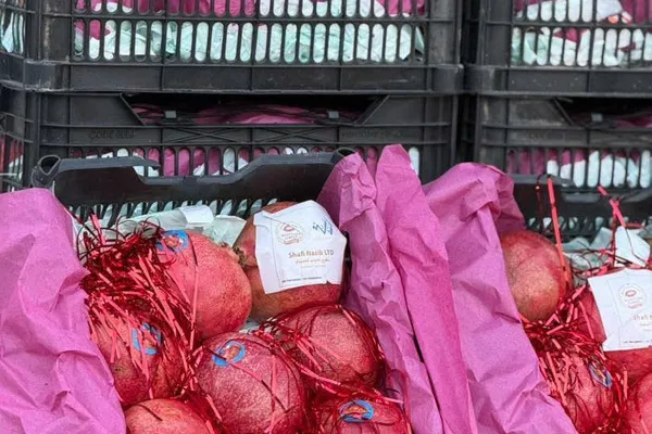 له کندهار څخه د لومړي ځل لپاره قطر ته انار صادر شول