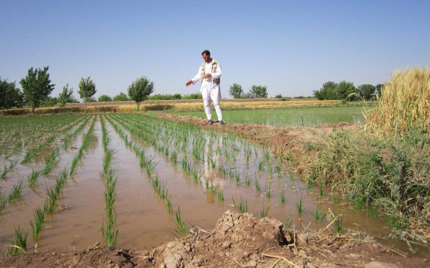 منابع: طالبان در هرات برای «حفظ منابع آبی» از کشت برنج و حفر چاه عمیق جلوگیری می‌کنند