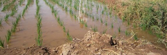 منابع: طالبان در هرات برای «حفظ منابع آبی» از کشت برنج و حفر چاه عمیق جلوگیری میکنند