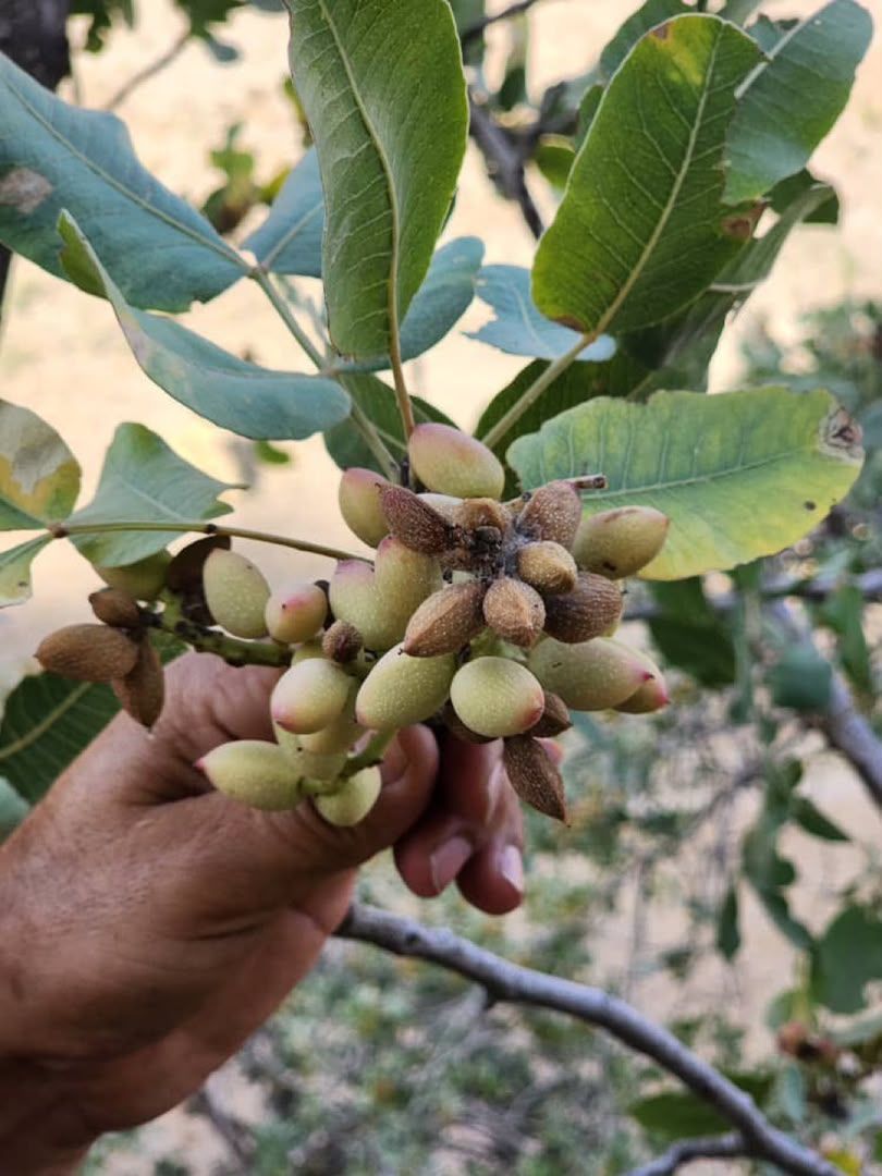طالبان وایي په بدخشان کې د پستې حاصلات ۲۰ سلنه زیات شوي