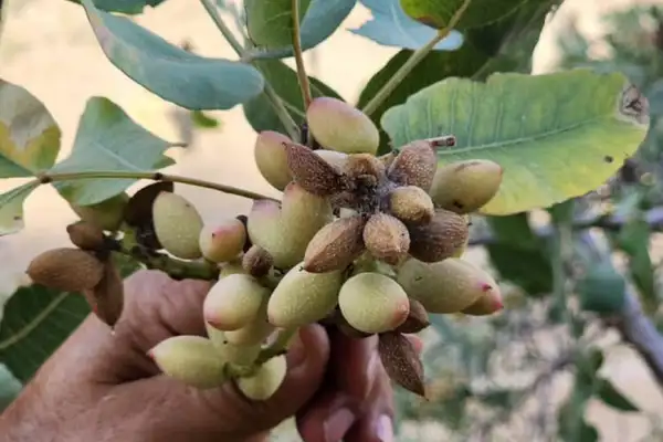 طالبان وایي په بدخشان کې د پستې حاصلات ۲۰ سلنه زیات شوي
