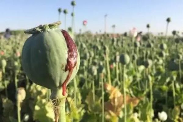 د کوکنارو کښت؛ د طالبانو تحریک لومړۍ مالي سرچینه