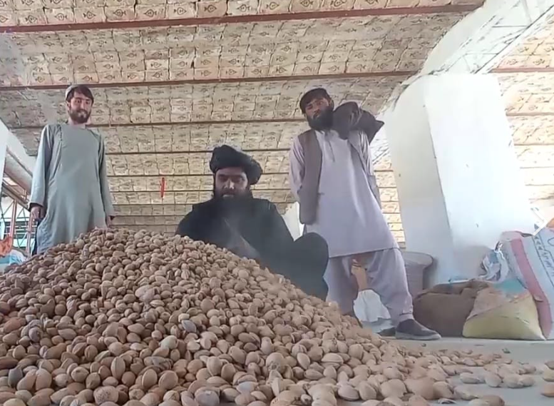 د اټکل له مخې؛ سږکال به په روزګان کې تر ۲۴زره مټریک ټنه ډېر بادام ترلاسه شي