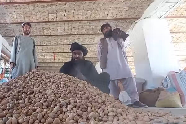 د اټکل له مخې؛ سږکال به په روزګان کې تر ۲۴زره مټریک ټنه ډېر بادام ترلاسه شي