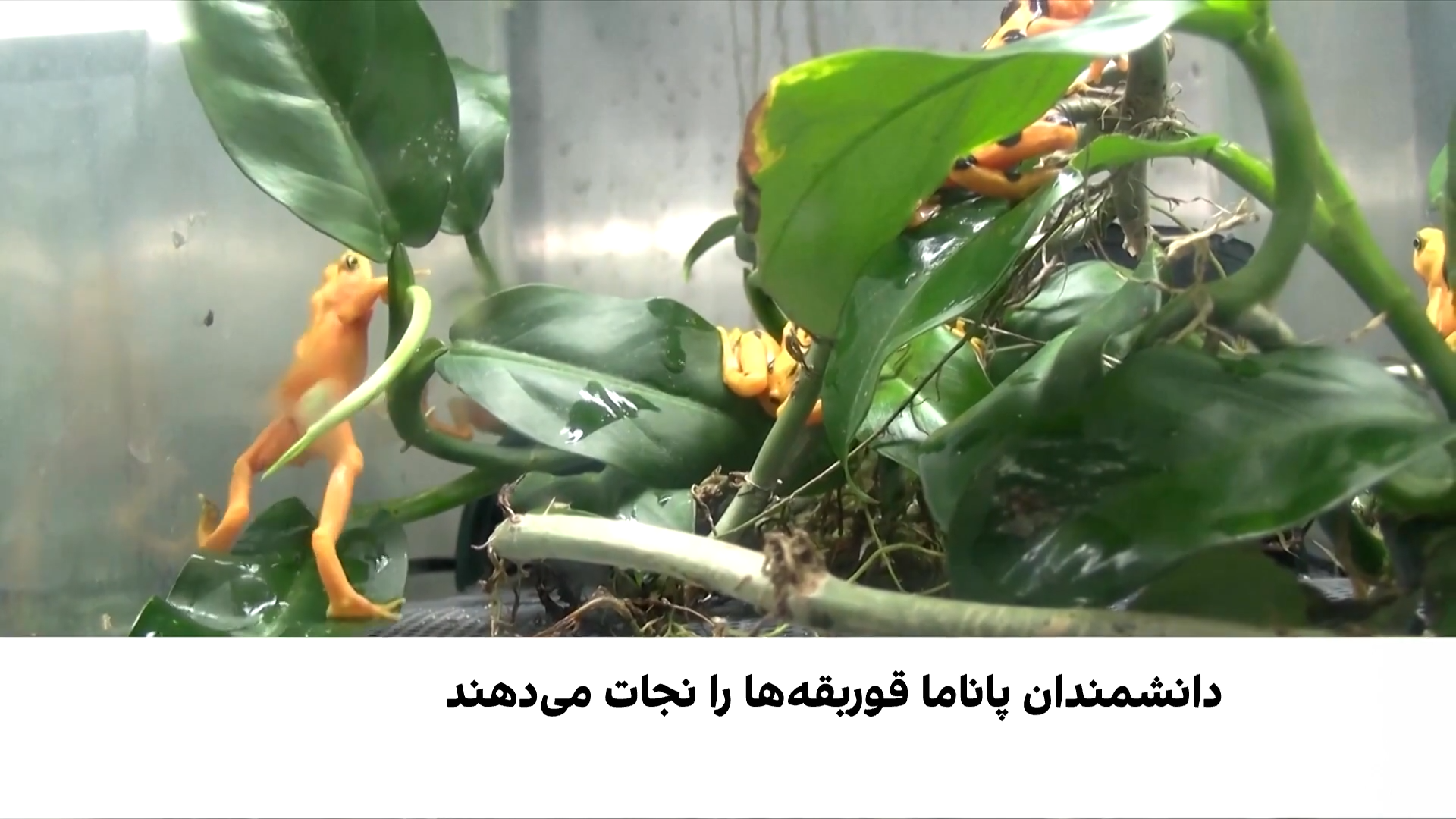 تلاش دانشمندان برای نجات قوربقه‌های طلایی پاناما