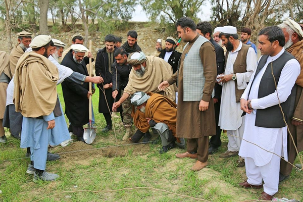 طالبان وایي، ننګرهار کې د ستروسو او ګیلاسو تر ۱۵۰ جریبه ډېر بڼونه جوړ شوي