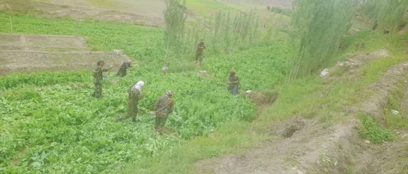 طالبان: په بدخشان کې څه باندې ۲۵۰ جریبه ځمکه د کوکنارو له کښت څخه پاکه شوه