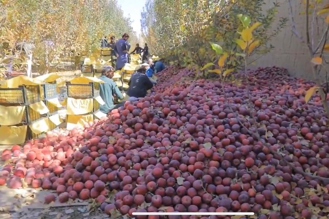 د طالبانو د کرنې او مالدارې وزارت: هند، ایران او ازبکستان ته صادرات جریان لري