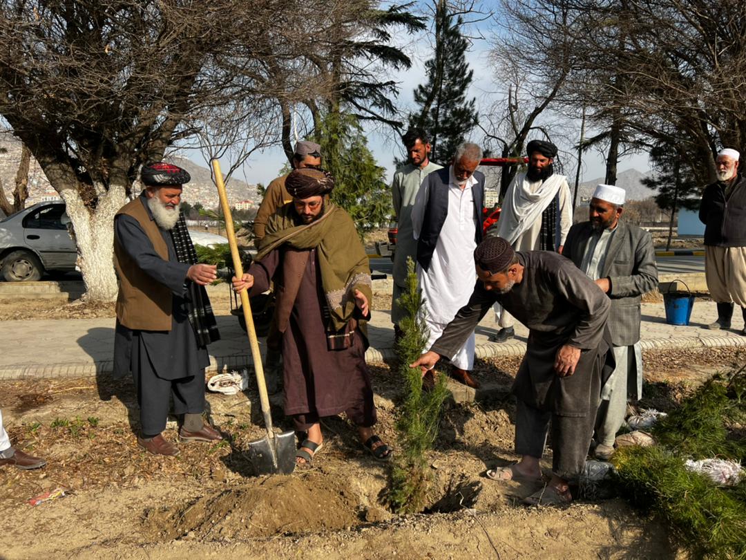 حافظ عبیدالله عبیده در حال کاشت درخت در صحن دانشگاه کابل