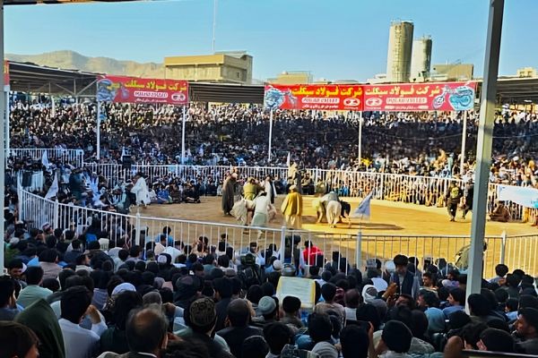 پایان رقابتهای کشتی محلی در هرات، میزبان با ۱۴ پیروزی قهرمان شد