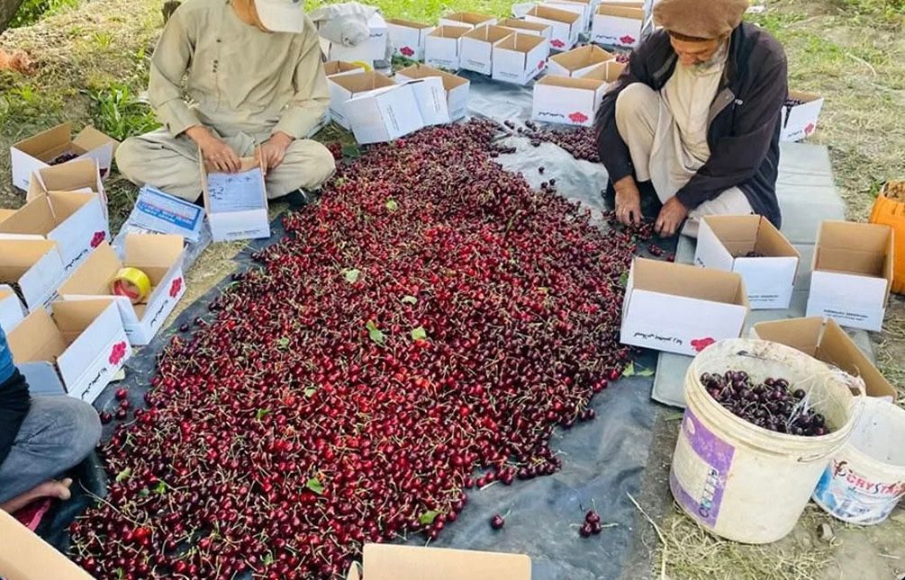 طالبان وایي، روان کال کې له پنجشېر نه څه باندې ۲۰۰ټنه ګیلاس بهر ته صادر شوي