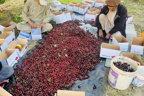 طالبان وایي، روان کال کې له پنجشېر نه څه باندې ۲۰۰ټنه ګیلاس بهر ته صادر شوي