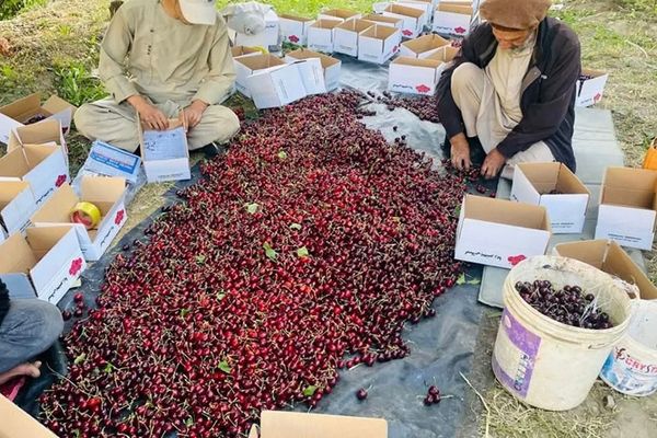 طالبان وایي، روان کال کې له پنجشېر نه څه باندې ۲۰۰ټنه ګیلاس بهر ته صادر شوي
