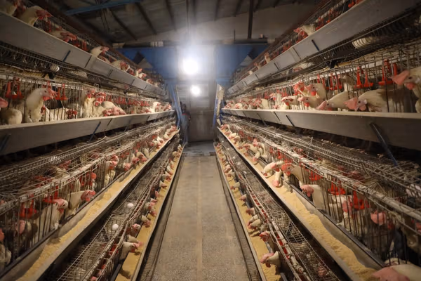 د طالبانو د کرنې وزارت: اوسمهال په هرات کې هره ورځ ۲.۵ مېلیونه هګۍ تولیدېږي